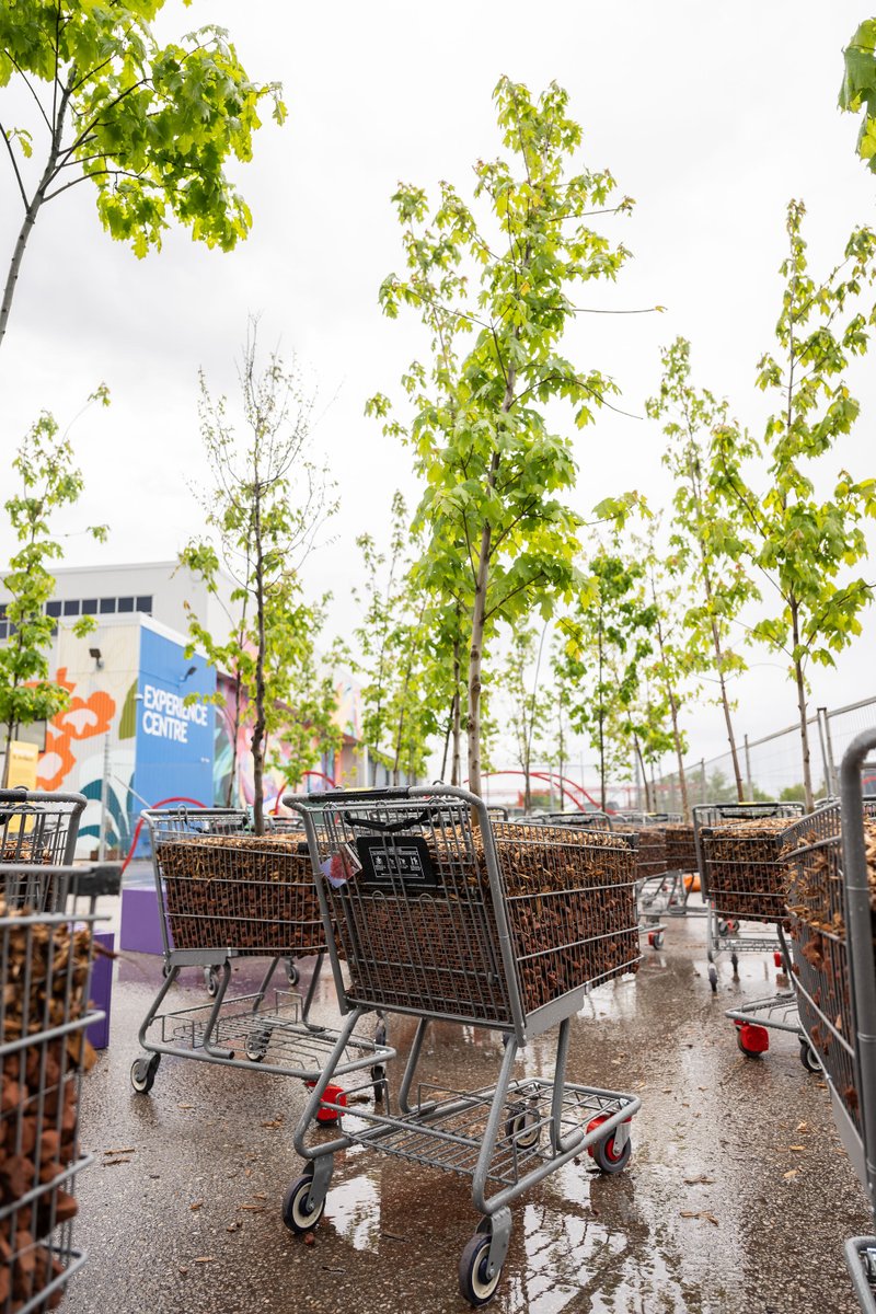 We are proud to be the Sun Safety Partner of <a href="/thebentway/">The Bentway</a>'s Sun/Shade exhibition. 

🎶 Join us under the Moving Forest canopy for a Sunset Concert with <a href="/the_rcm/">The Royal Conservatory</a>’s Taylor Academy.

🗓️ June 27 | 7:30–8:30 PM
📍 The Bentway Studio Terrace
🌳 Free &amp; outdoors

thebentway.ca/event/canopy-c…