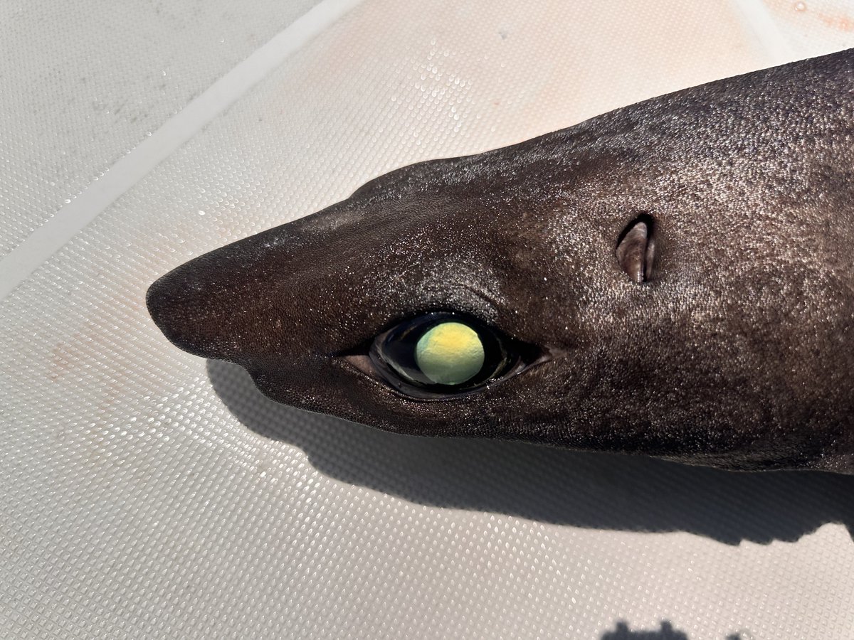 コチラは新鮮な状態の時しか見られない深海ザメの目の様子を比べた写真