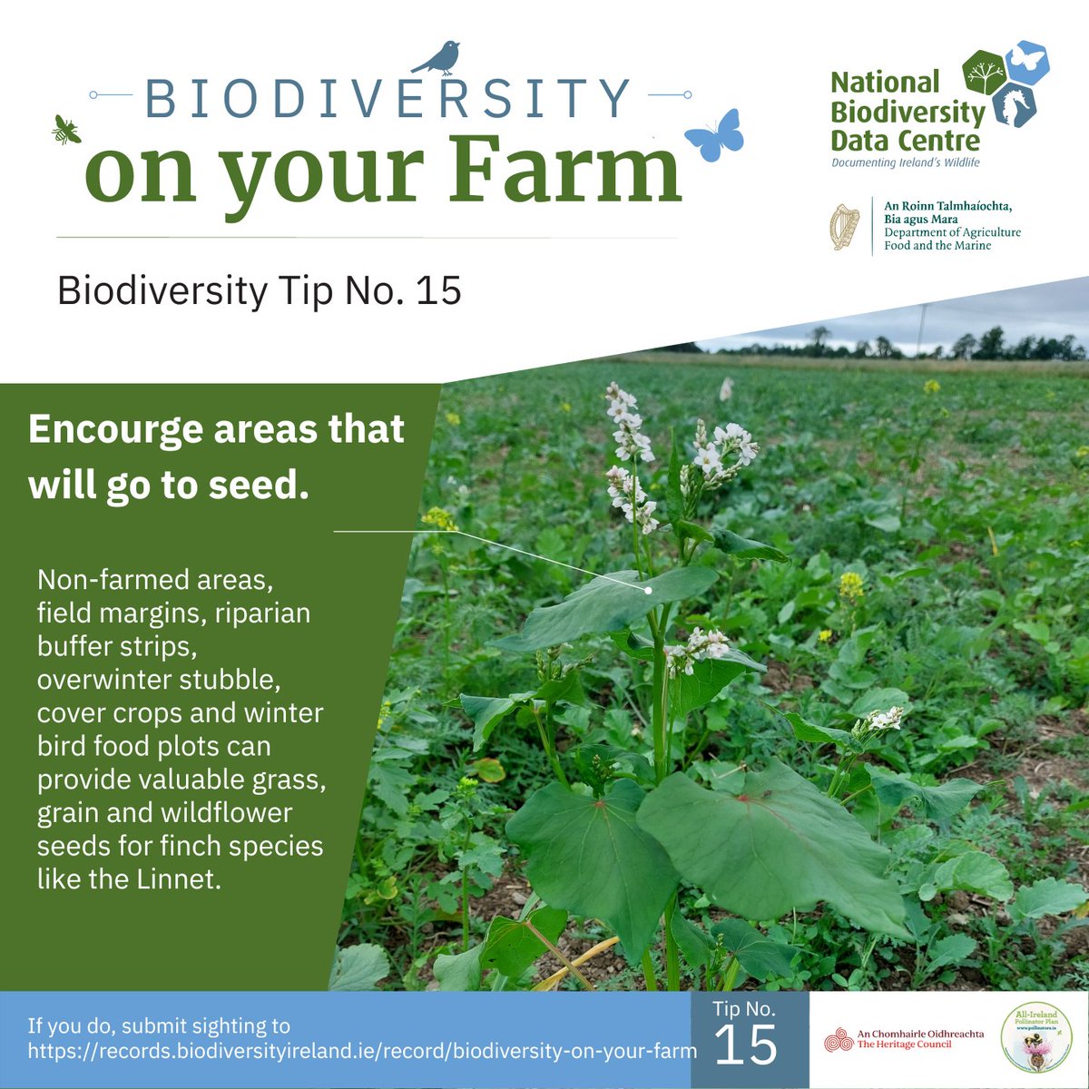 Species #15: Common Linnet

Look out for this farmland bird. They’re usually perched up high with a distinct melodious song, a mixture of calls and various buzzing notes.

Don’t forget to record your sightings here: bit.ly/4a4dSRD

#farmlandbiodiversity