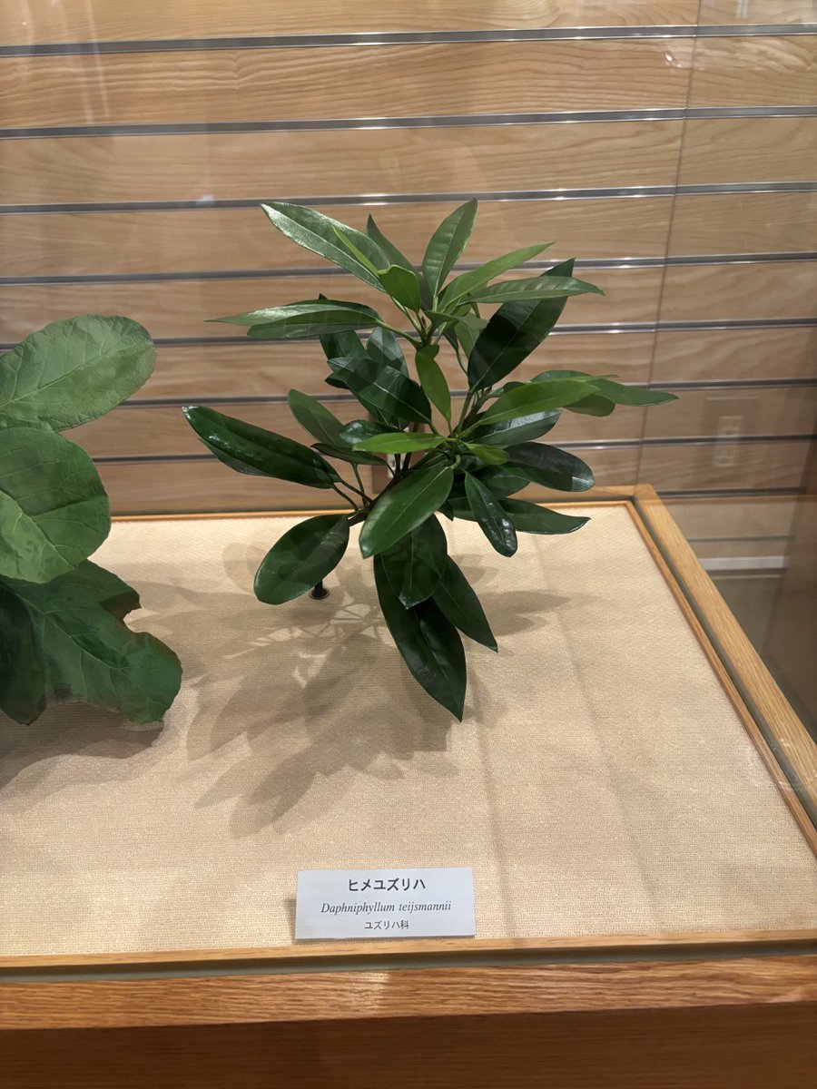 千葉県立中央博物館分館海の博物館 tweet media