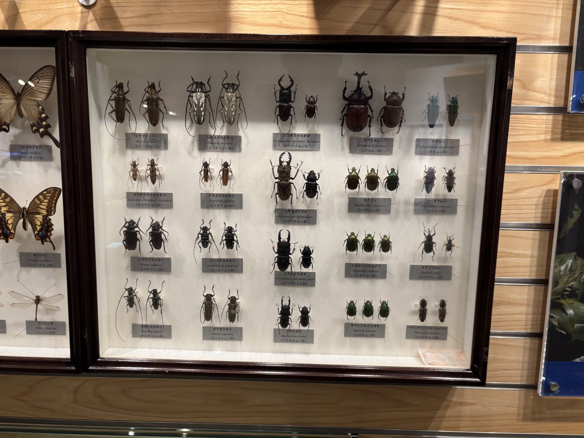 千葉県立中央博物館分館海の博物館 tweet media