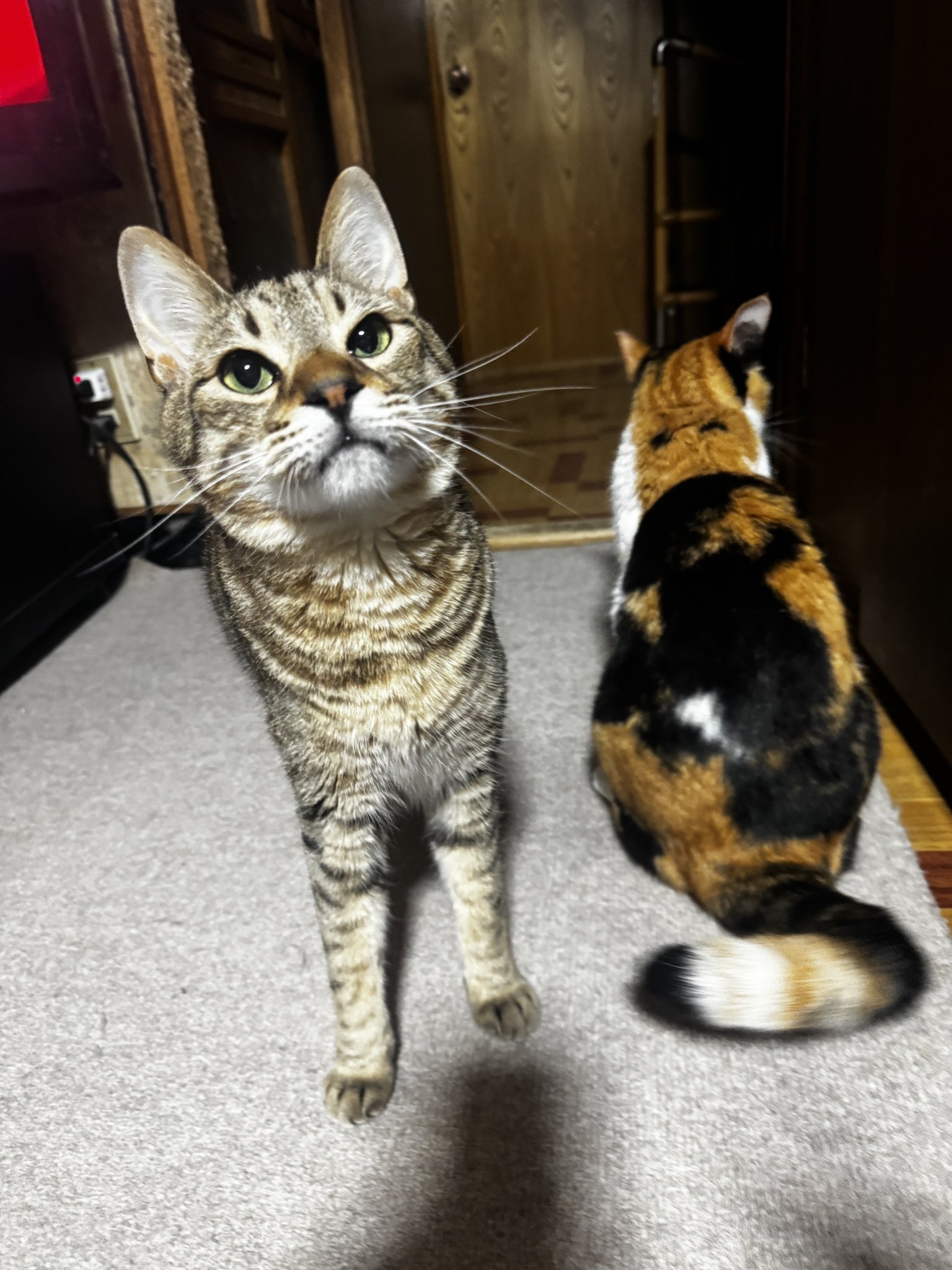三毛猫 三毛猫を探してます