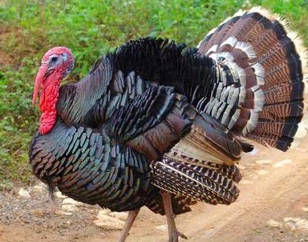 هذا المخلوق في أمريكا اسمه (دجاج تركي)وفي تركيا اسمه (دجاج هندي)وفي الهند اسمه (دجاج بيروفي) وعندنا يا العرب اسمه( ديك رومي)بينما في روما اسمه (دجاج كوبي) وفي كوبا اسمه (دجاج استرالي)والمشكلة بأستراليا اسمه (دجاج مغربي) المهم ان الكل متبرئ منه😎