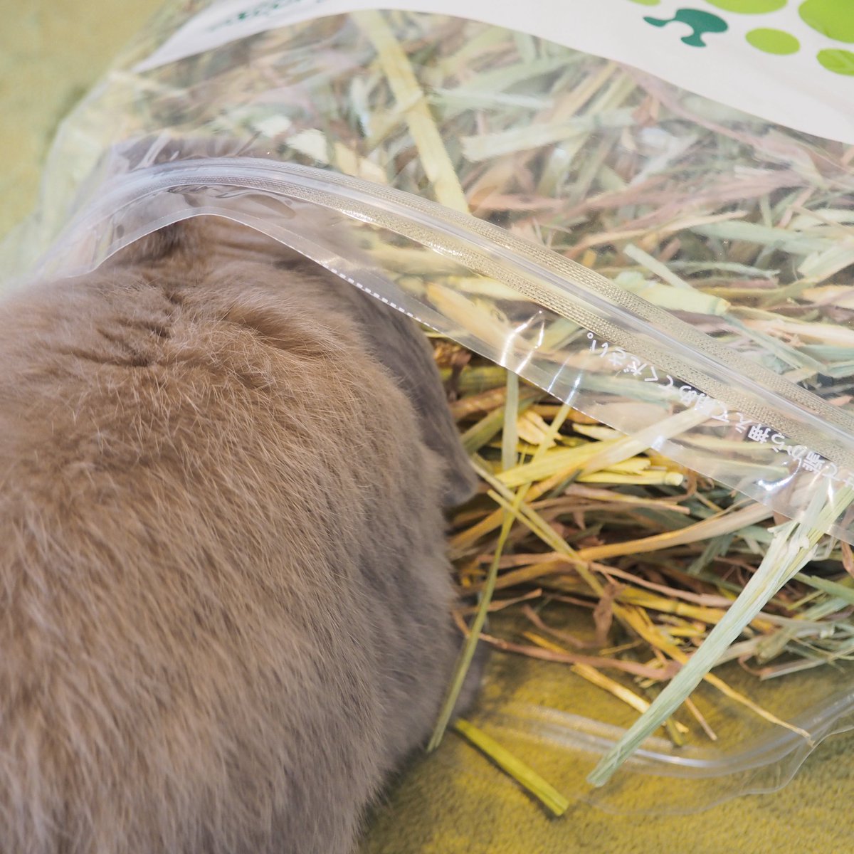 新しいの開けると突っ込んでくるガムちゃん🐰💨
換毛期でもふもふヤバいのでご遠慮願いたいです😂