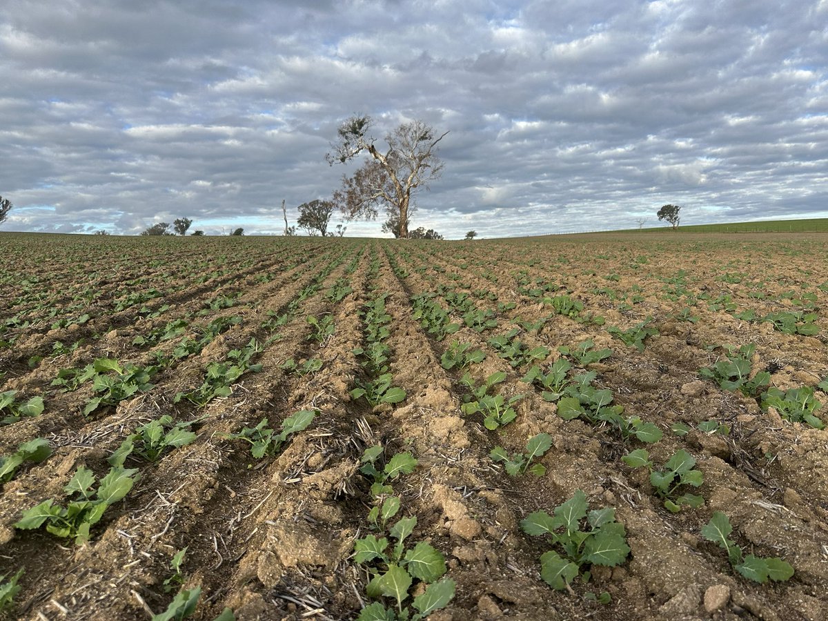 HyTTec Trifecta near Cunningar soaking up some much wanted sunshine after a pretty handy top-up of ~20mm this week. Recent cold temps definitely keeping crop development to a snails 🐌 pace in the district 
#Canola25
#GrowmoreAg