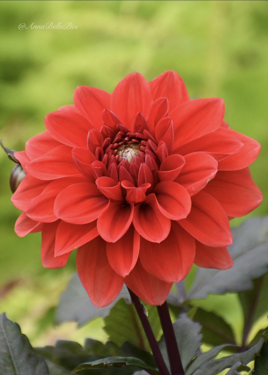 Dahlia ‘Ellen Houston’ bringing even more heat to the summer garden with her vibrant orange-red blooms🧡🔥♥️ Wishing you all a wonderful day☀️ #flowers #gardening
