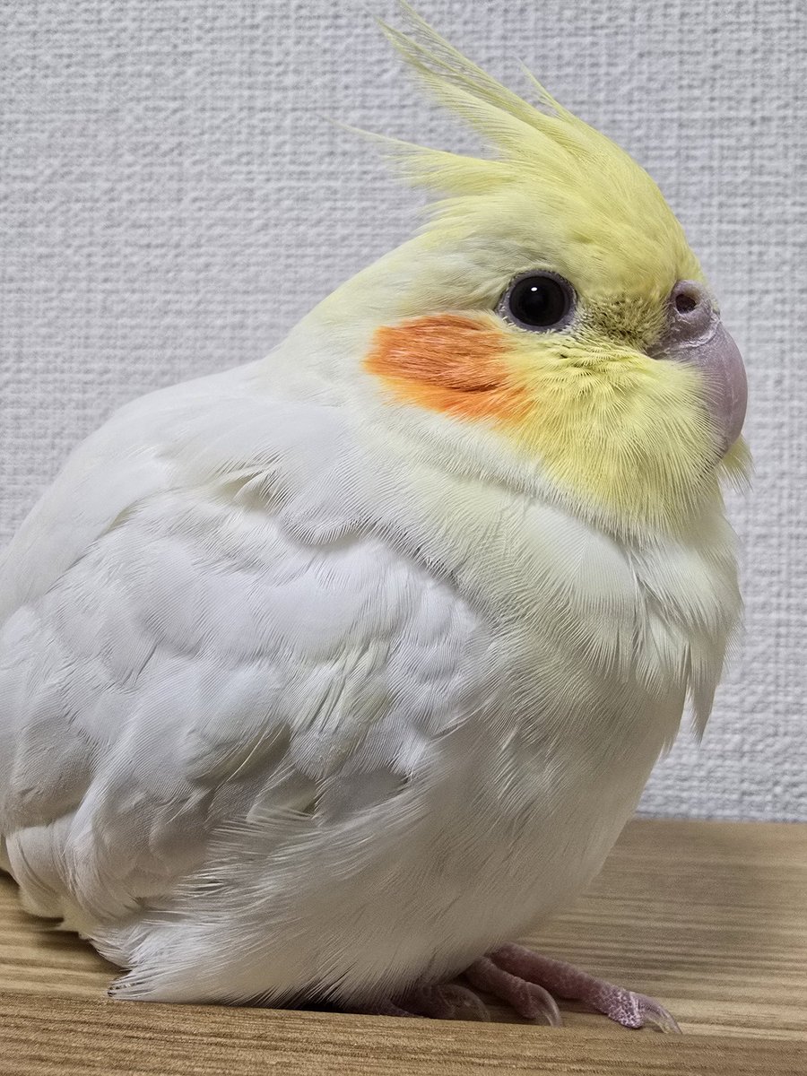 みなさんこんばんはです

#チョコたん #オカメインコ