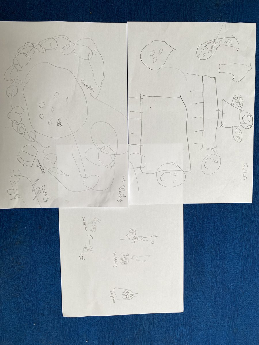 Our nursery children are buzzing with excitement as they await their butterflies! 🦋 Look at these amazing life cycle drawings they've done! So much learning happening! #Butterflies #NurseryLife #EarlyYears