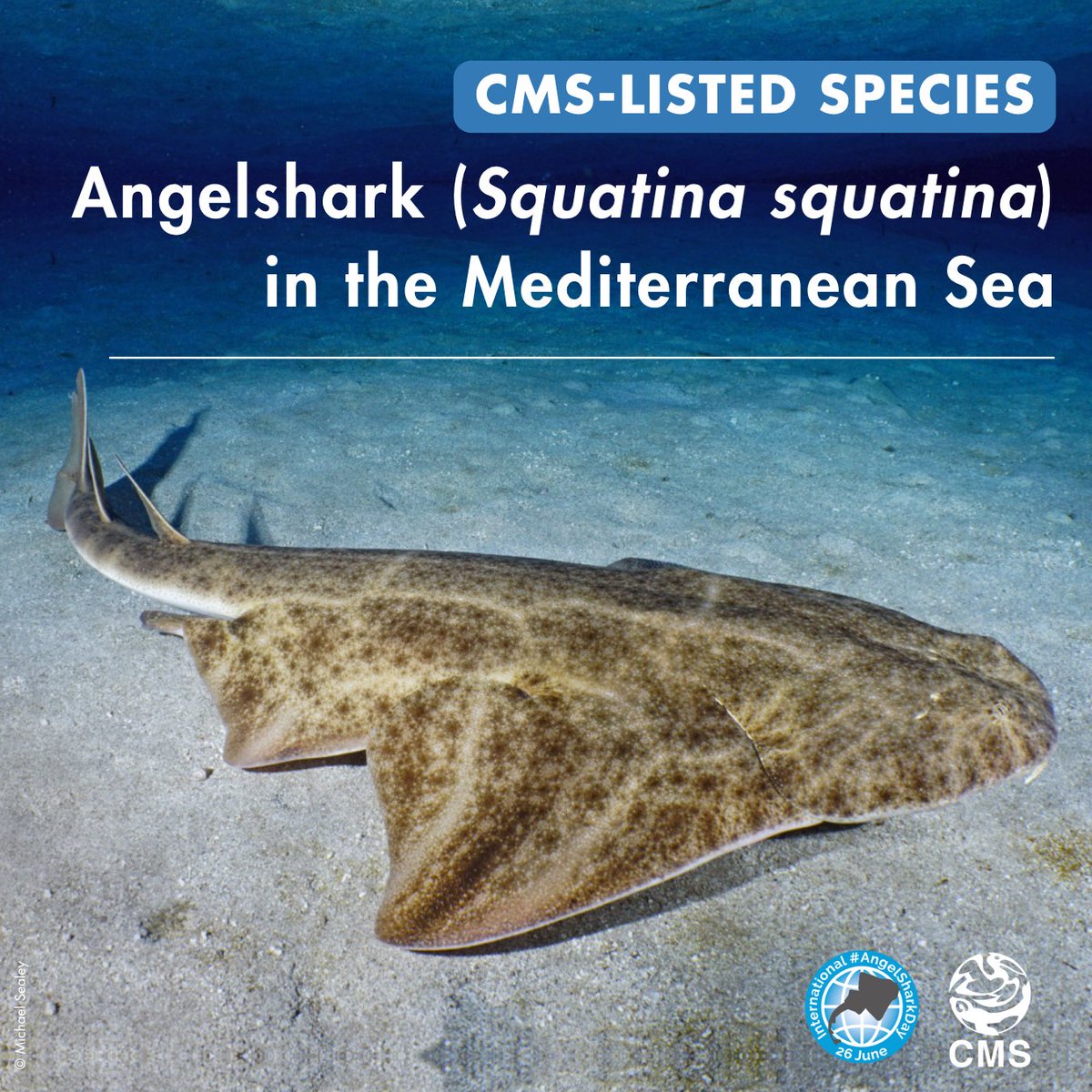 BonnConvention's tweet photo. Today is International #AngelSharkDay, a day to spotlight one of the most critically endangered sharks in European waters: the Angelshark (Squatina squatina). 🦈🌍
Under CMS, Squatina squatina is the only angel shark species listed in both Appendix I and II and is the focus of a dedicated Single Species Action Plan (SSAP) for the Mediterranean, as it is largely gone from much of its former range. 🌊
View the SSAP here: https://t.co/9SYb0S0vY5
Discover more about angel sharks and active conservation efforts at https://t.co/7nYcLXJfpT