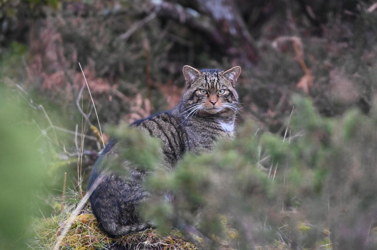 SaveOurWildcats's tweet image. Go in search of elusive wildcats through the Cairngorms National Park with field operations manager, Louise 🐾
Book your autumn wildcat holiday with @SpeyWildlife and enjoy many other exclusive perks 🍂
Read the full brochure ➡️ bit.ly/wildcat_holiday