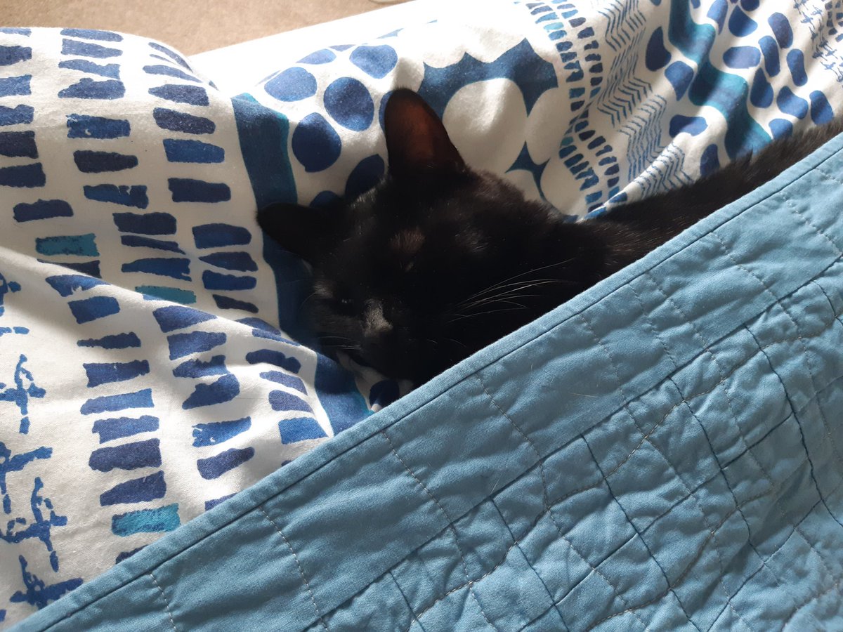 Languages Cat's French and German Phrase Of The Day For Cats: faire un petit somme / ein Nickerchen machen = to take a nap.