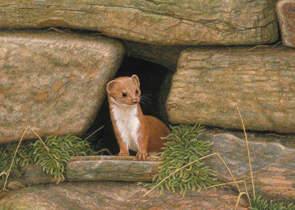 This painting tells the story of how I built a bespoke habitat for weasels in my garden, including dry stone walls for them to hide and nest in 🎨🖌️🐾
Available as a limited edition print 👉robertefuller.com/products/wease…
#wildlifeart