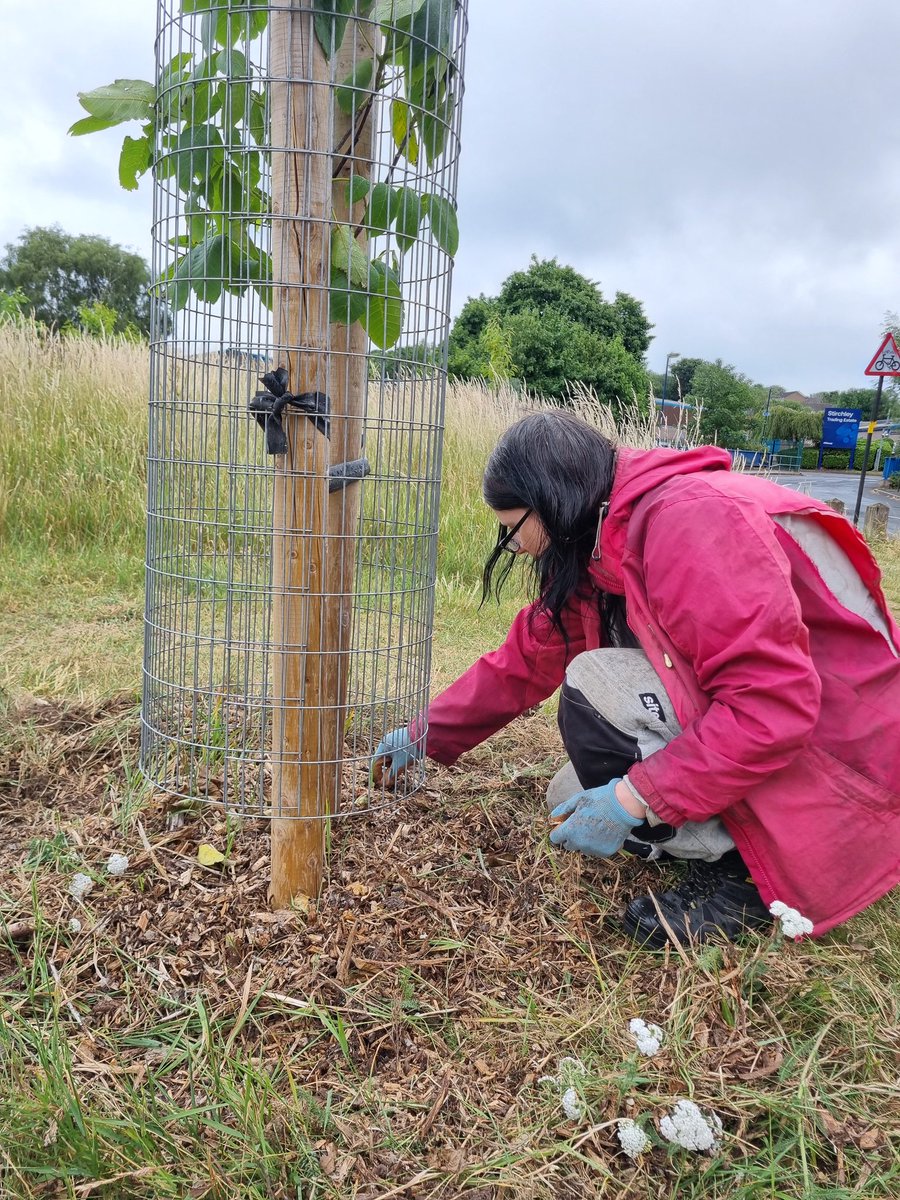 fruitnutvillage's tweet photo. A morning at #HazelwellNutGrove #Stirchley... clearing weeds from around the #StonePine, #Almonds, #Walnuts and #SweetChestnuts. https://t.co/Pmaq6iLa0t