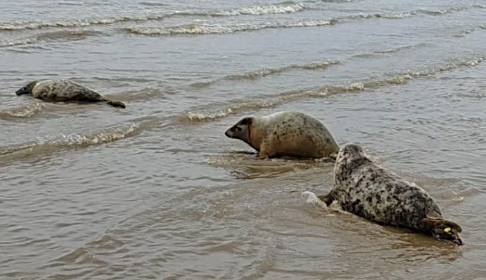 NANTWICH: Seal pups saved by <a href="/RSPCAStapeley/">RSPCAStapeley Grange</a> staff in Nantwich released back into the wild this week thenantwichnews.co.uk/2025/06/26/sea…