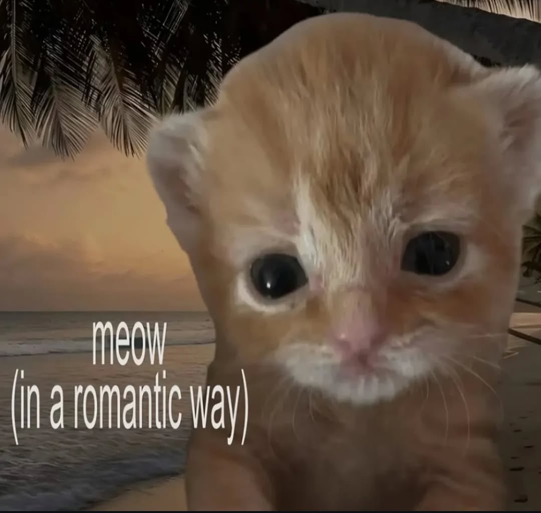 SOC-IE 💛 ˚☽˚.⋆ tweet media