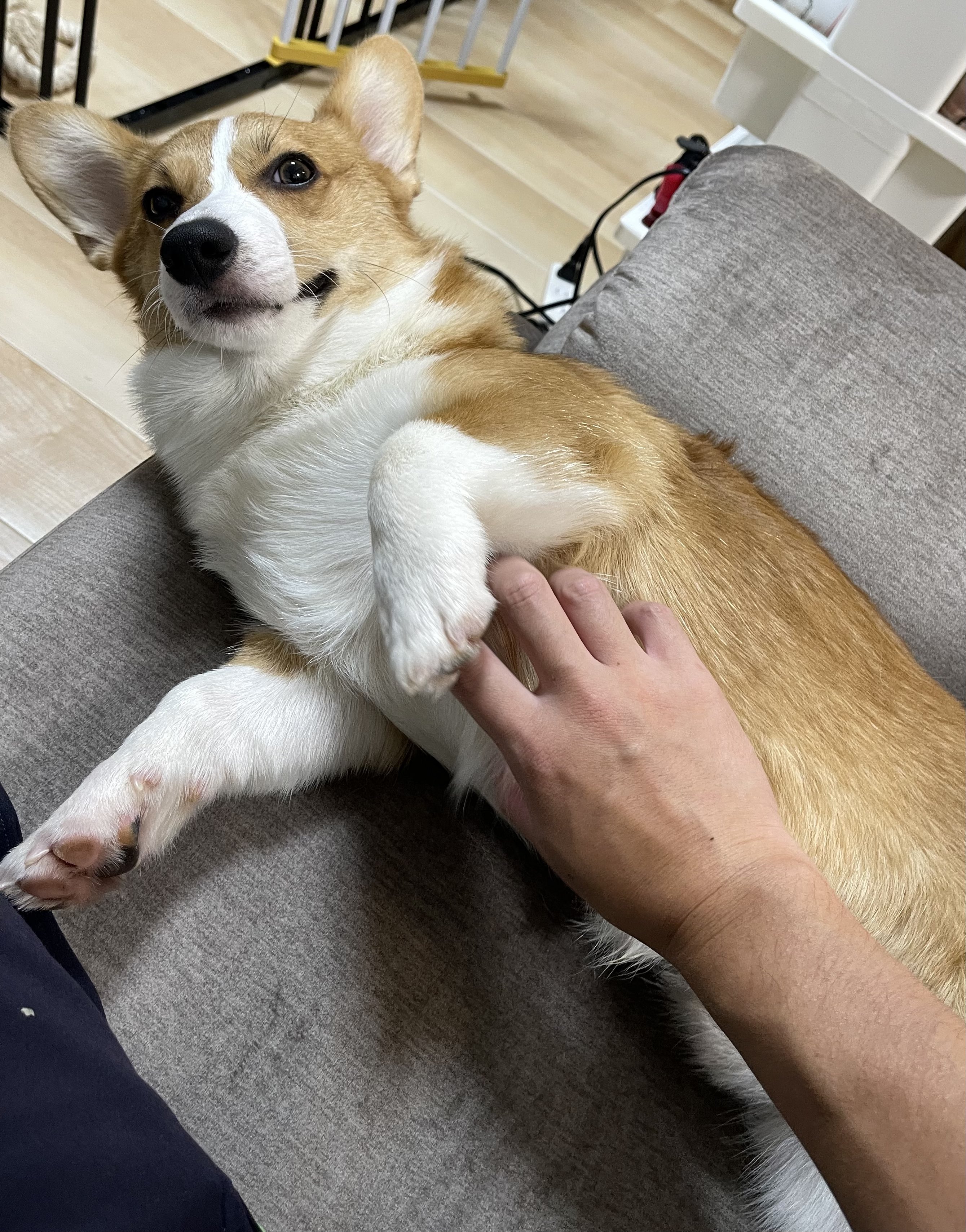 Amazon | 台湾産 味付けメンマ 400g | 味付けメンマ | メンマ