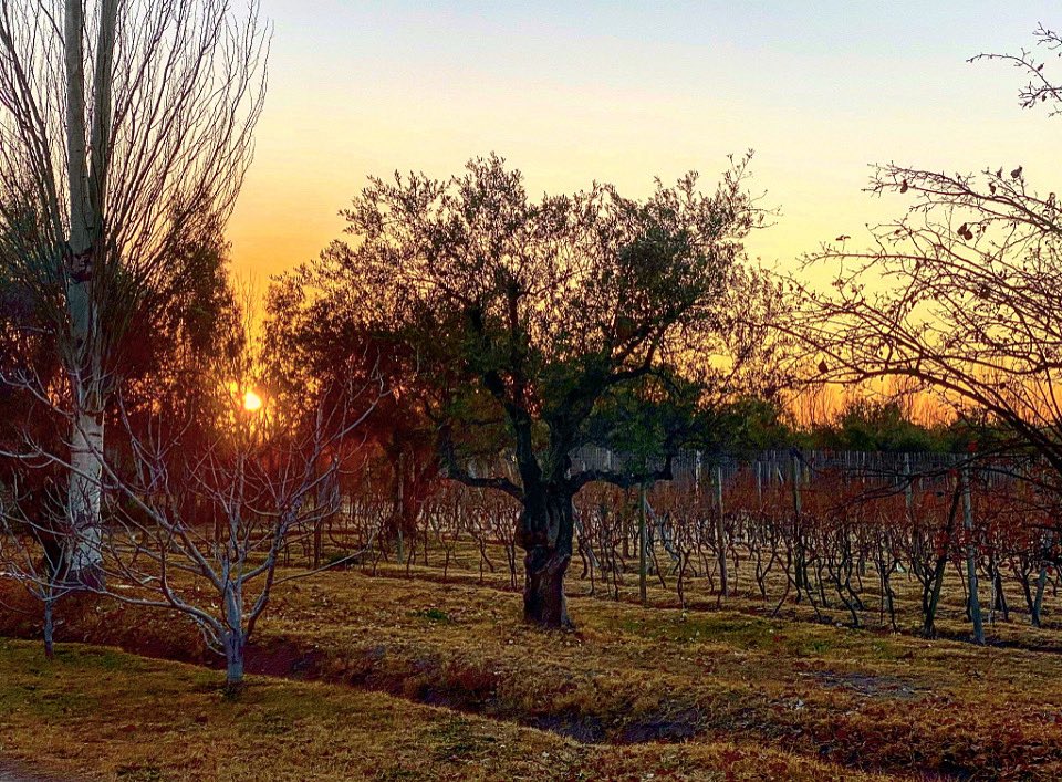 alevigilmalbec's tweet photo. Amanecer en Mendoza https://t.co/7Zwhrg1VEI