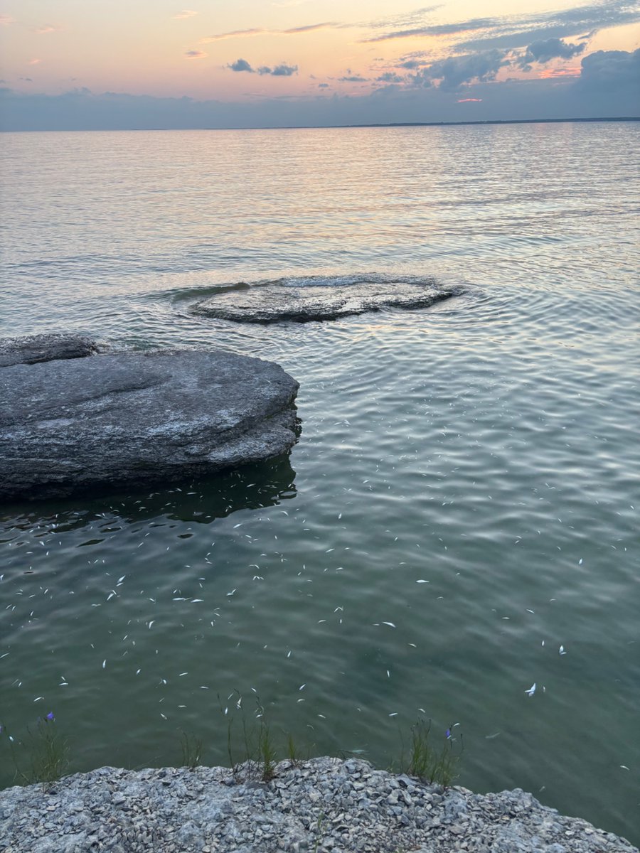 MCallsen's tweet photo. @OntarioParks what is the status of the massive fish kill @SandbanksPP ? Thousands of dead and rotting fish along the main beach. The stench was unbearable yesterday! https://t.co/84iOuUqIty