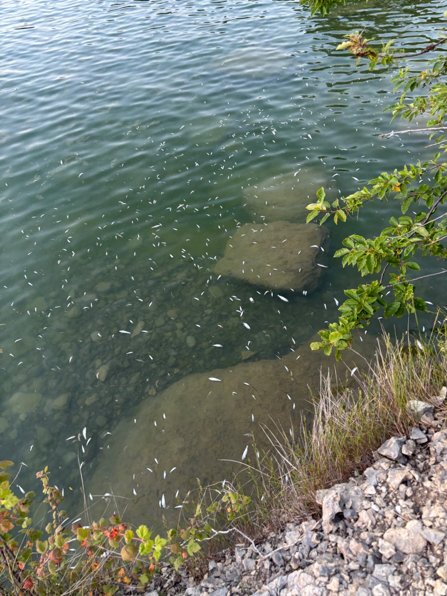 MCallsen's tweet photo. @OntarioParks what is the status of the massive fish kill @SandbanksPP ? Thousands of dead and rotting fish along the main beach. The stench was unbearable yesterday! https://t.co/84iOuUqIty