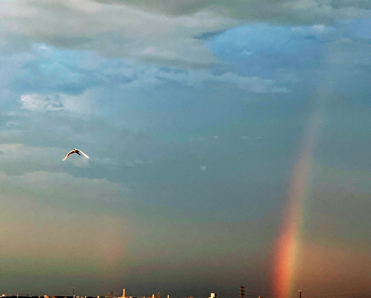うっすらダブルレインボーでした🌈🌈🕊️ #虹 #シラサギ