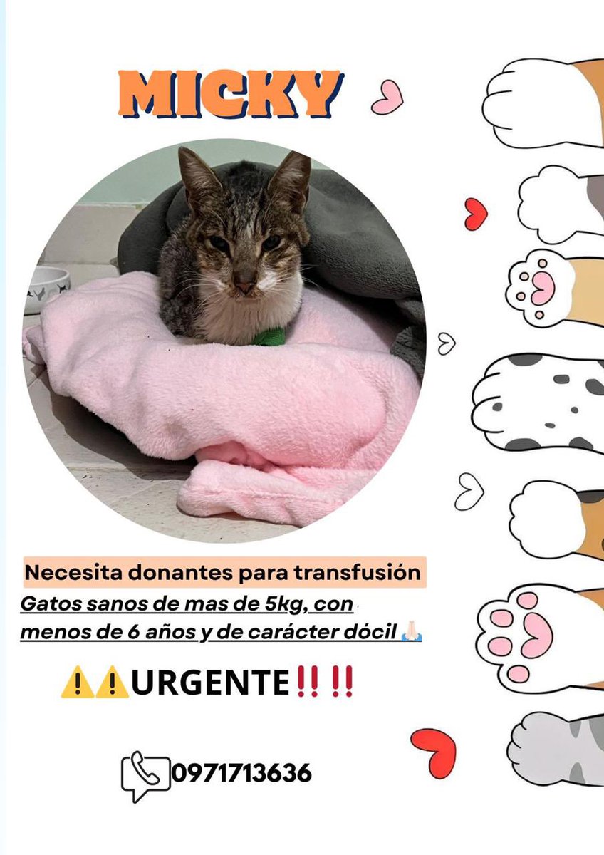 Necesitamos ayuda URGENTE para Micky!