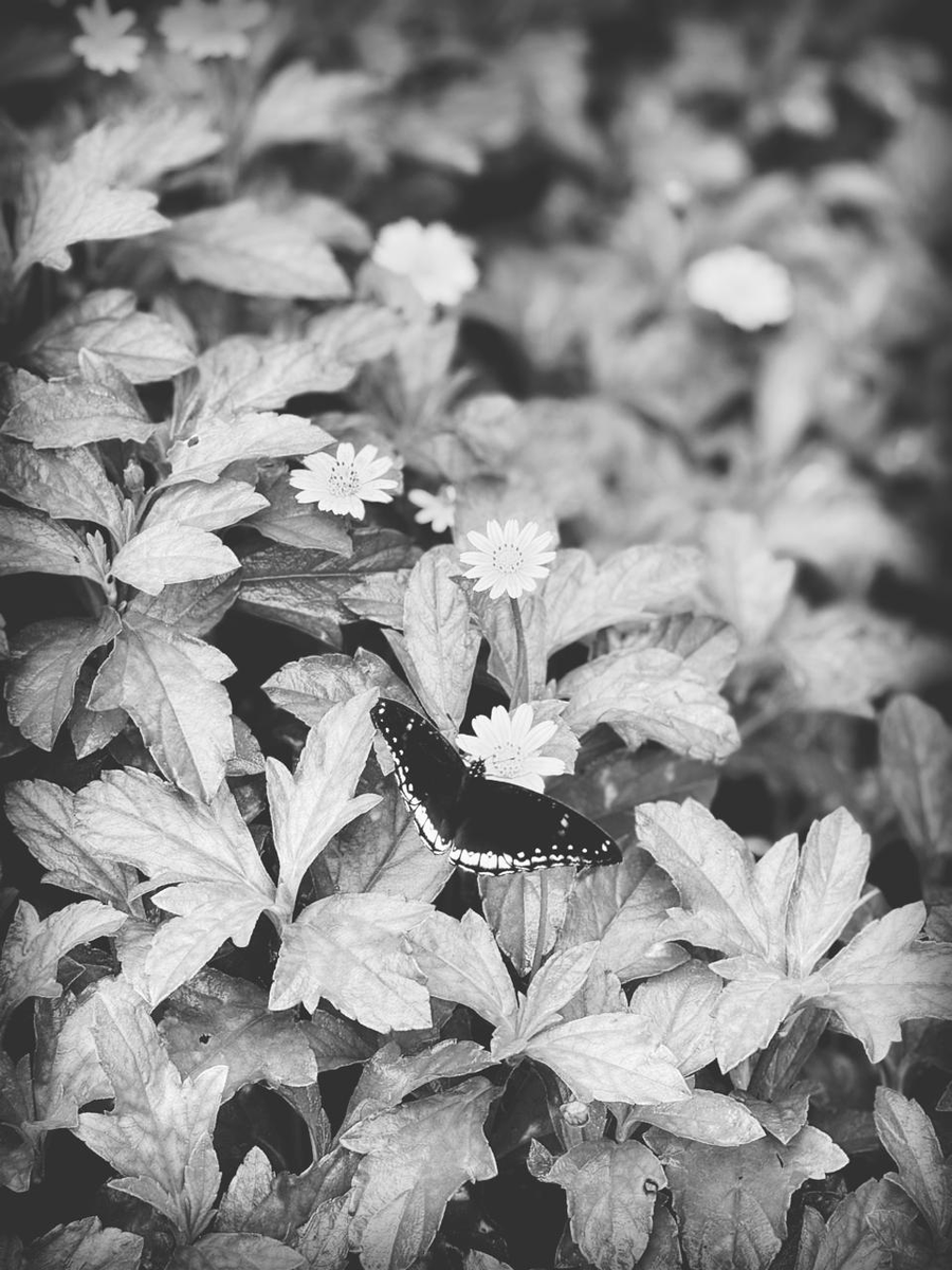 geetshe's tweet photo. Color is descriptive. Black and White is interpretive #blackandwhitephotography #blackandwhite #NatureScenery https://t.co/99HwTuoWFY