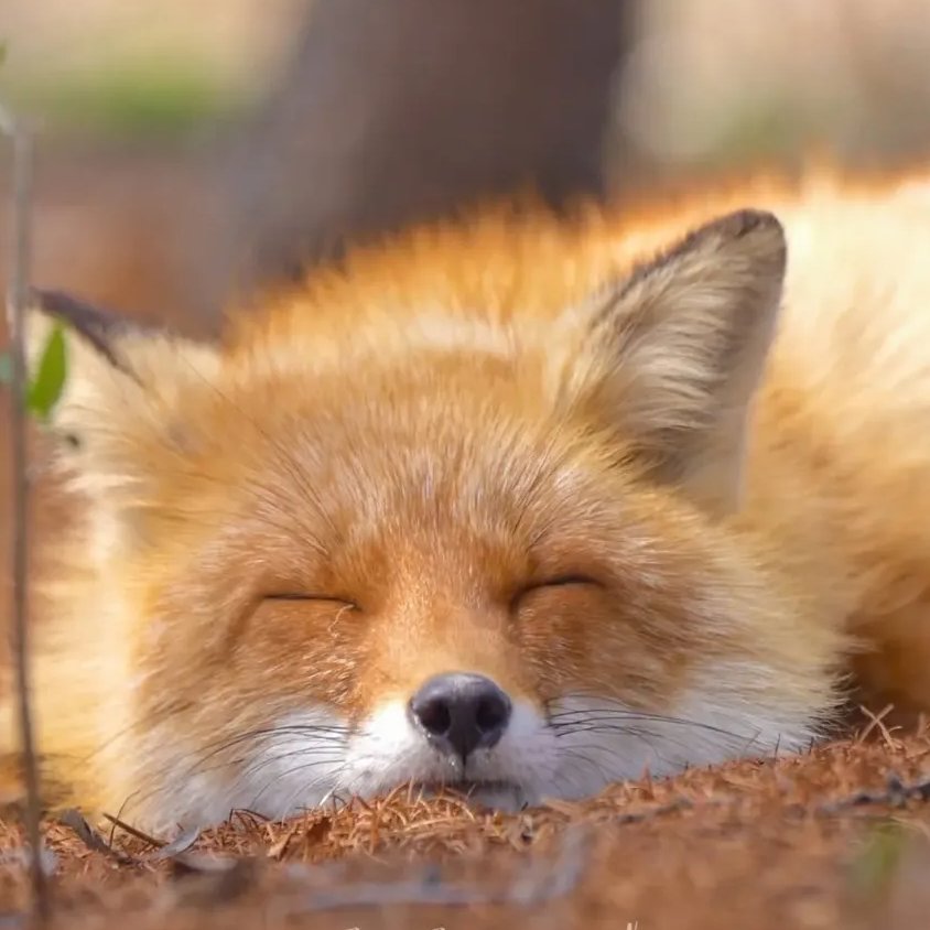 Fox hub (@anima1slove) on Twitter photo 