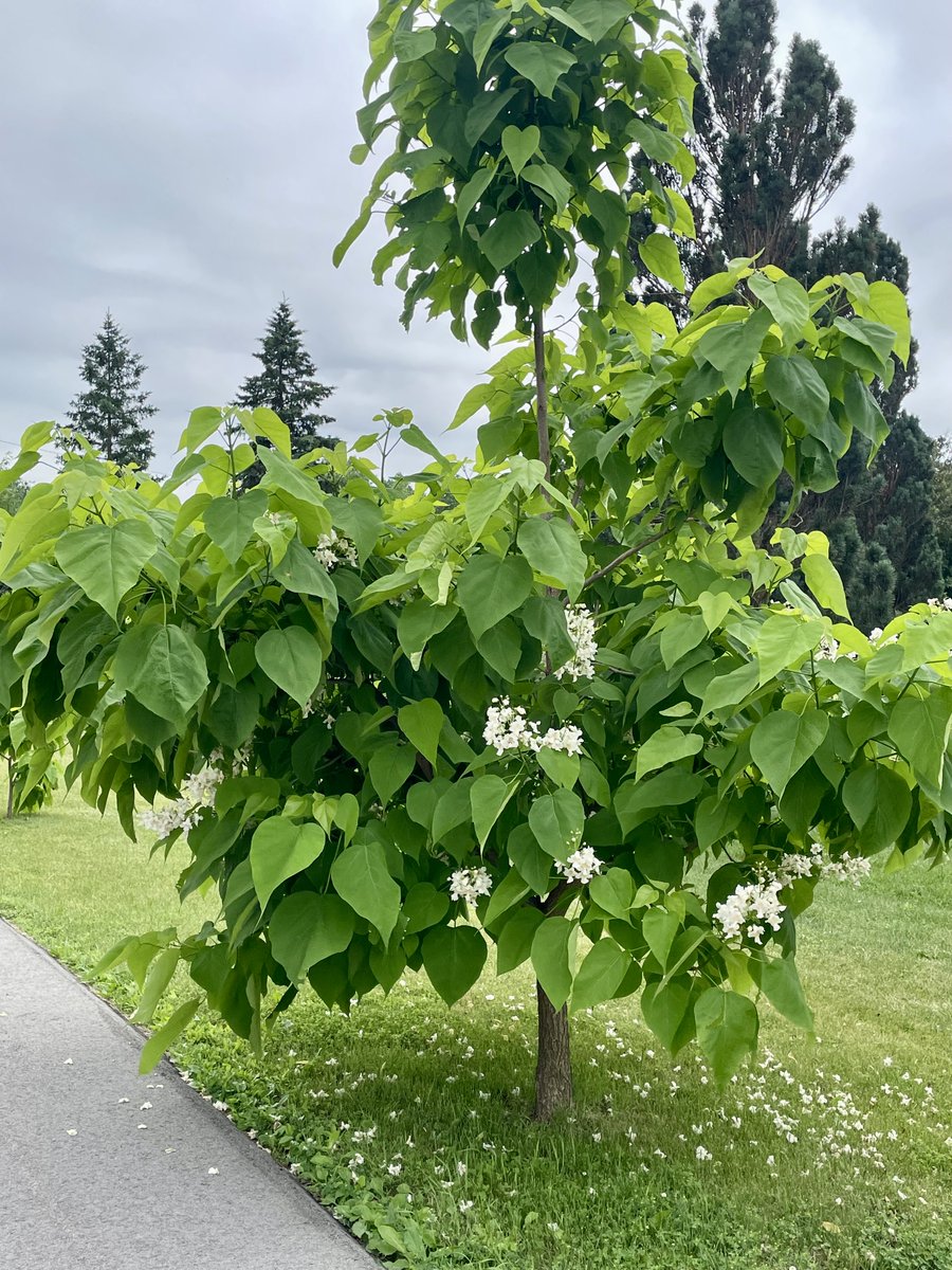 A couple years back we transplanted some small catalpa trees from Teresa's home to Plank Road Publishing. This year one bloomed for the first time! The tree in our logo is actually a catalpa tree, so having some growing on our property is very fitting.🌳