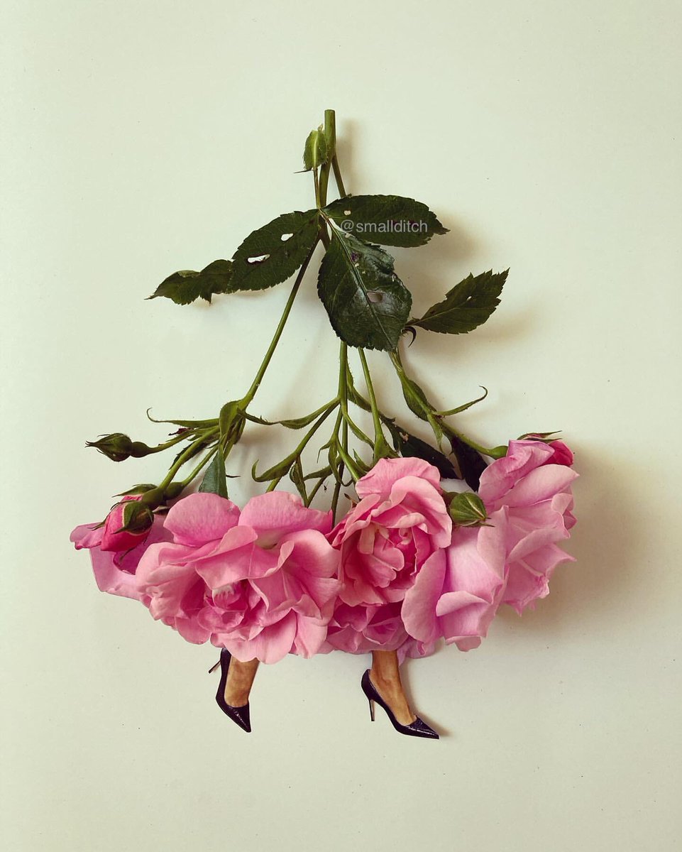 hoovufinds's tweet photo. We’re smitten by these whimsical collages by Martha Haversham (@smallditch), part of her delightful #trashion series, where found objects meet fashion, flora, and photography.
A charming celebration of petals, play, and pointy heels 🌸✨
#hoovufinds #floralfashion https://t.co/idcq3oryXl