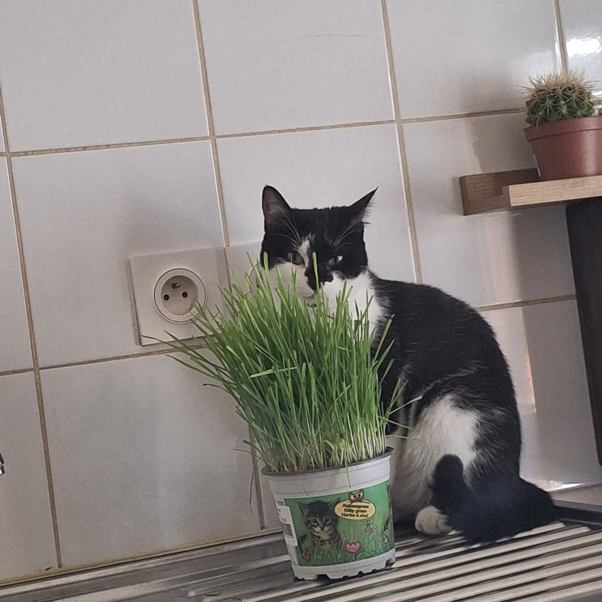 Messmal1984's tweet photo. Bonjour à tous, je vous présente Molly. https://t.co/O7Zeg9S5gU