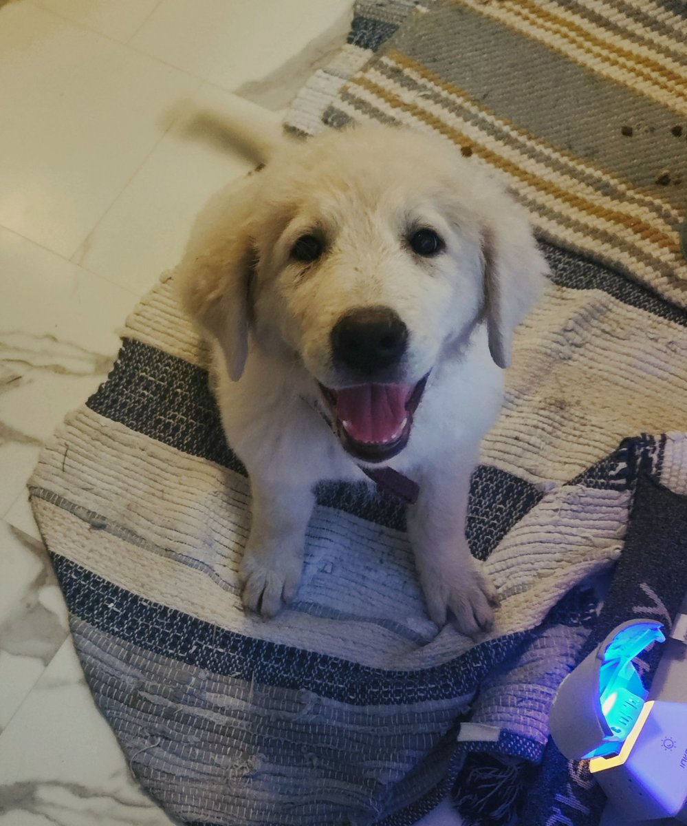 This is my new dog, Ghost. She is a month old and is going to be HUGE. She is the kind of dog they breed to scare off wolves and bears.