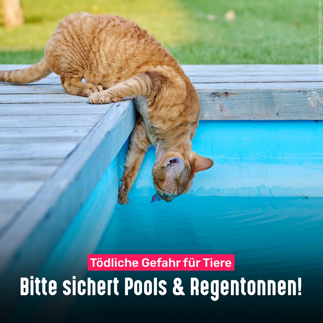 Jedes Jahr ertrinken zahlreiche Katzen, Hunde, Igel und Co. in Pools, Teichen oder Regentonnen. Bitte deckt  eure Pools ab, wenn ihr sie gerade nicht nutzt. Und bringt ansonsten Ausstiegshilfen an.

So baut ihr Rettungsrampen aus Fußmatten oder Poolnudeln: findefix.com/haustier-tipps…
