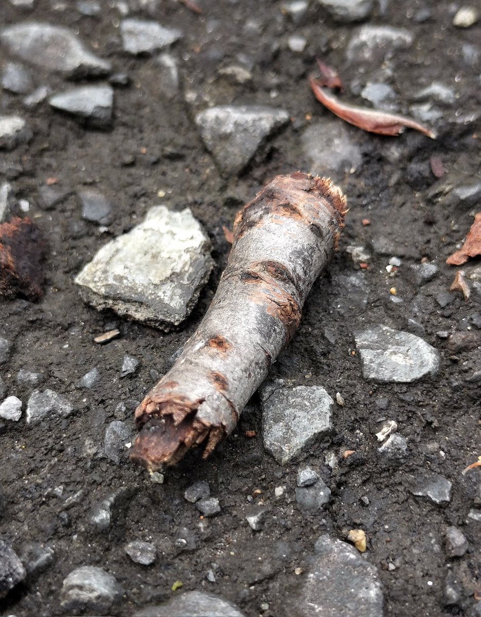 ヘヴィ芋 tweet media