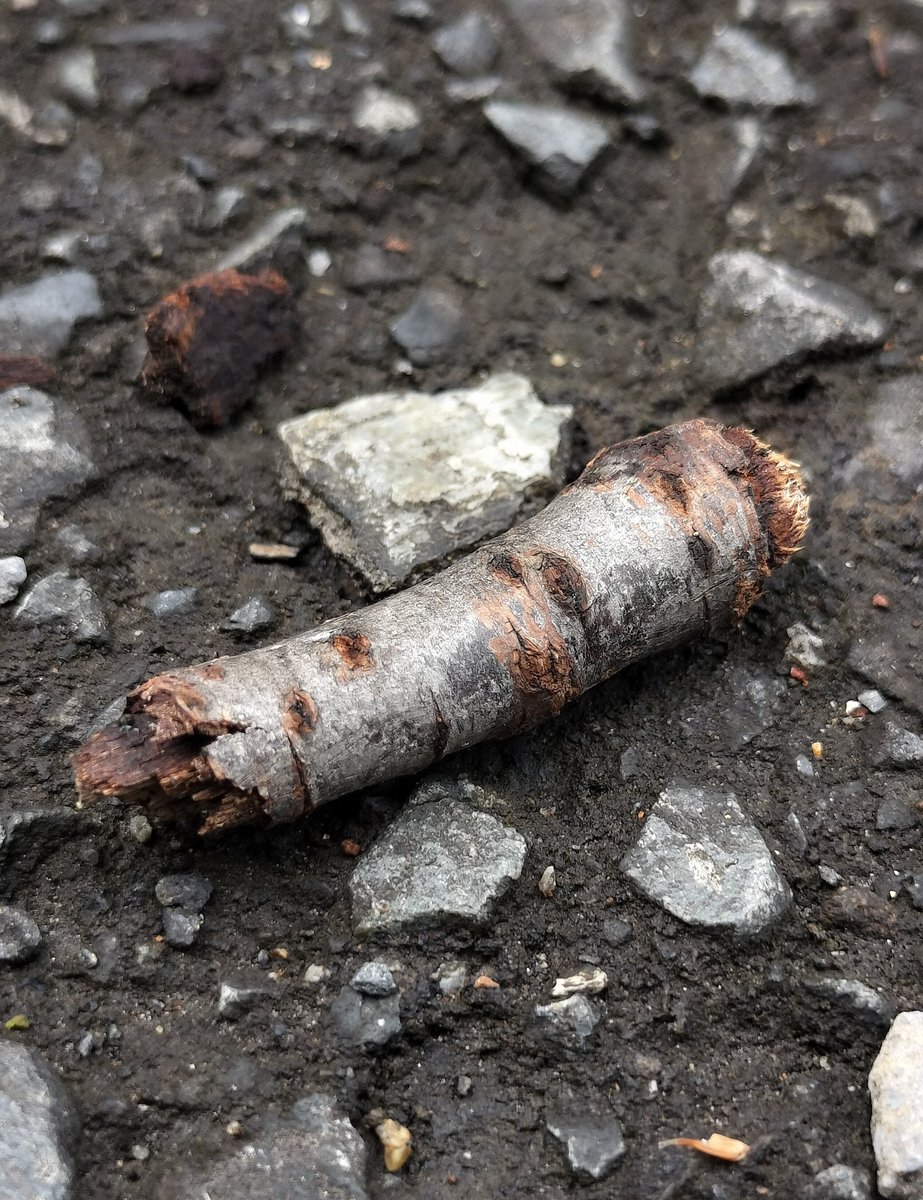 ヘヴィ芋 tweet media