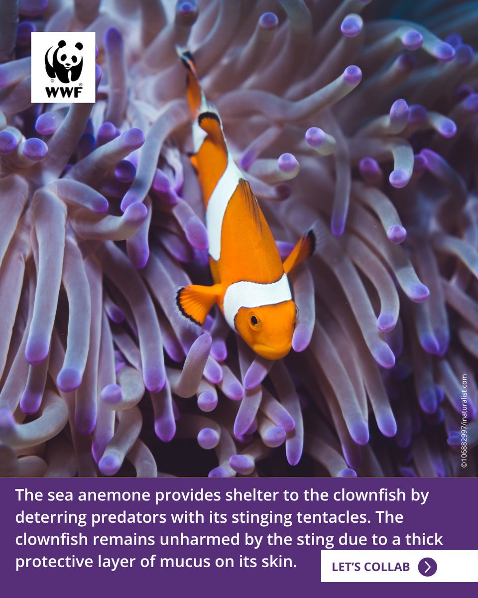 Think collaborations are just for brands? Nature’s been doing it forever!
Take the clownfish and the sea anemone — as the anemone offers protection with its stinging tentacles, the clownfish keeps it nourished and safe in return.
#WWFIndia #LetsCollab #Symbiosis #Marine