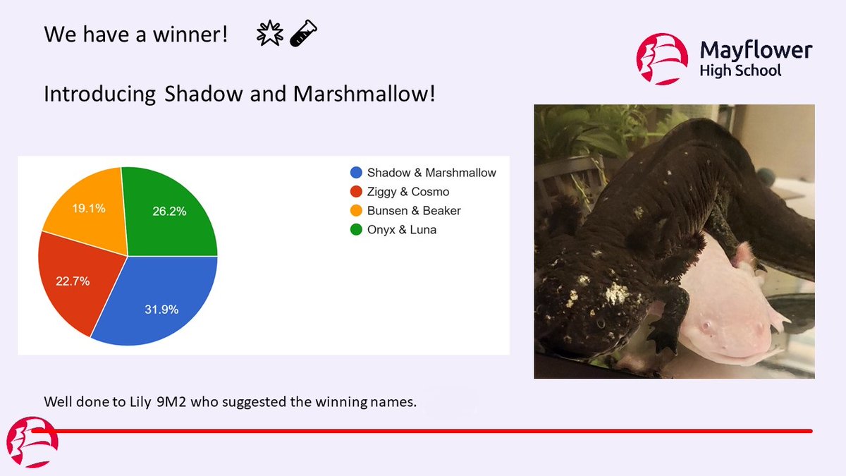 Thank you to the 282 staff and students who voted on names for the Science Departments Axolotls.
Introducing Shadow and Marshmallow!