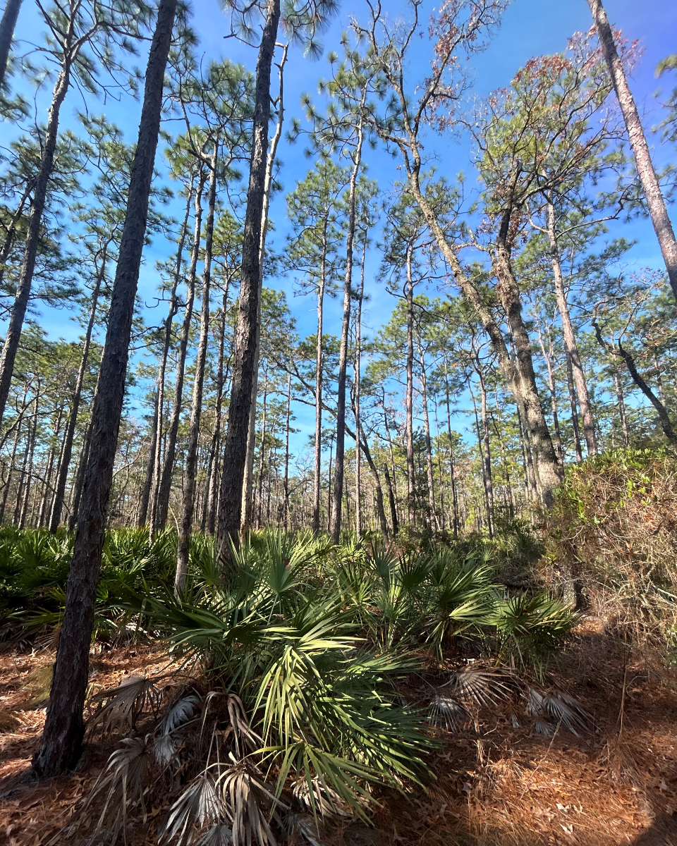 📍TONIGHT: Have a say in Pablo Creek Conservation Area’s future 🌿
🗓️ June 26 | 🕕 6–8 PM
📌 Pablo Creek Library, Jacksonville (13295 Beach Blvd)

🔗 For more info, click here: bit.ly/LAND-MANAGEMEN…

#PublicHearing #FloridaConservation #SJRWMD