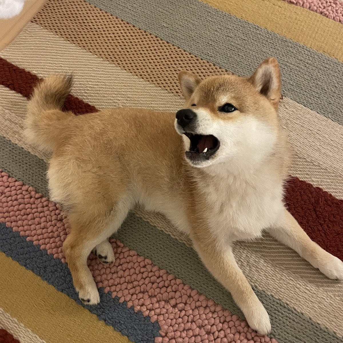 タオルにﾛｯｸｵﾝして
ぽかーーん😮　#柴犬