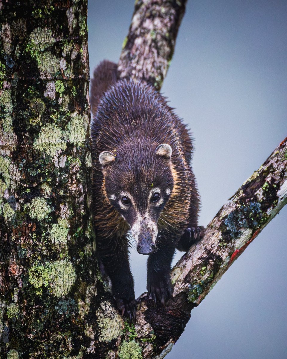 jp_monge's tweet photo. White-nosed coati (Nasua narica)

#whitenosedcoati #pizote #monkeys #animal #animals #nature #naturelovers #photography #photo #Nikon #Nikon100 #ShotOnLexar #CreateNoMatterWhat #photooftheday #picoftheday #CostaRica https://t.co/vmVP7MUISR