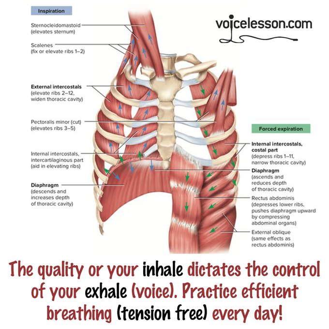 BaxterOnSinging's tweet image. #singingtechnique #singinglessons #singers #singingtips #voicelessons #vocaltips #vocaltherapy #vocalperformance