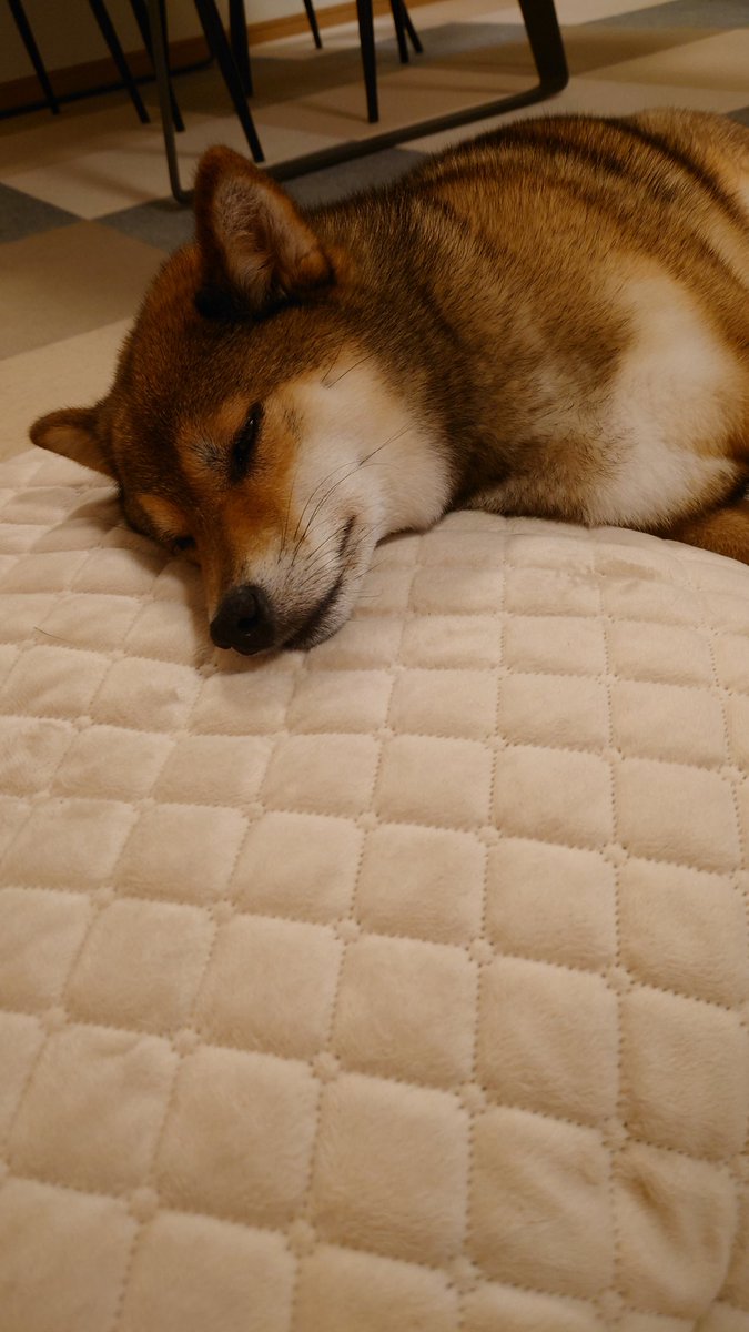 おやすみなさい🐶💤🐶💤
#柴犬
#黒柴
#胡麻柴