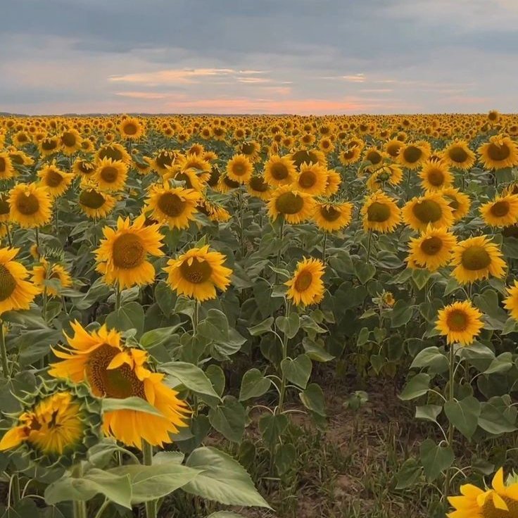 sunflowerchives's tweet photo. sunflower therapy https://t.co/cYtu1hf1EQ