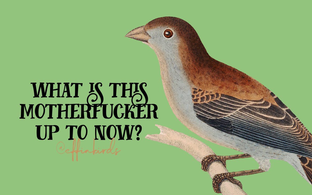 Effin' Birds (@effinbirds) on Twitter photo 