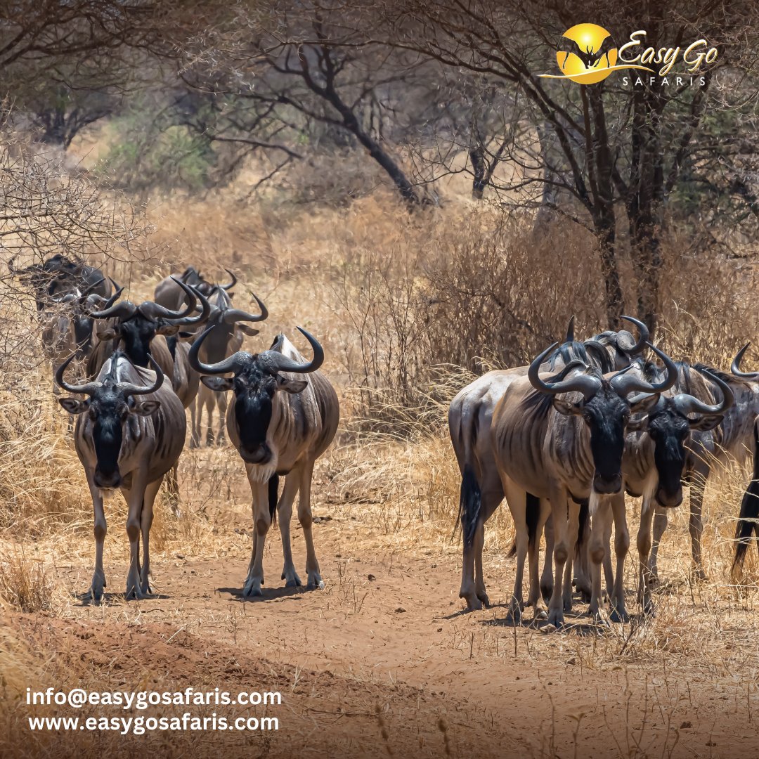 EasyGoSafaris's tweet photo. Step into the wild and witness one of nature’s greatest movements - the legendary journey of the wildebeest through Africa’s untamed landscapes.

📧 info@easygosafaris.com
🌐 https://t.co/BPUMyjpsAp

#easygosafaris | wildebeest migration | into the wild https://t.co/pqTIZBh6L9