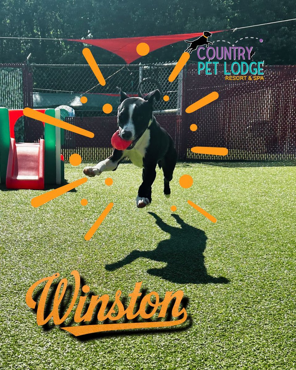 CountryPetLodge's tweet image. Winston’s airborne and loving it! ☀️🐾 This Pit Bull mix is catching sunshine and balls like a pro at Country Pet Lodge Resort &amp;amp; Spa. Even his shadow can’t keep up! 🐶💥

#Winston #PitBullPower #CountryPetLodge