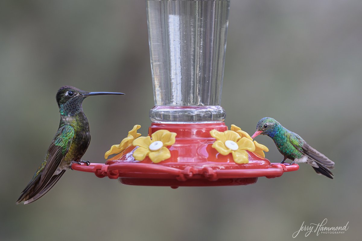 On the left, the mighty Rivoli's Hummingbird reaching lengths of 5" with a wingspan of up to 7.5" and weighing, yes, 0.2 oz.!!  On the right, the always beautiful Broad-tailed Hummingbird reaching lengths of 3.7", a wingspan of 5.2" and weighing a mighty 0.1 oz!  Enjoy!