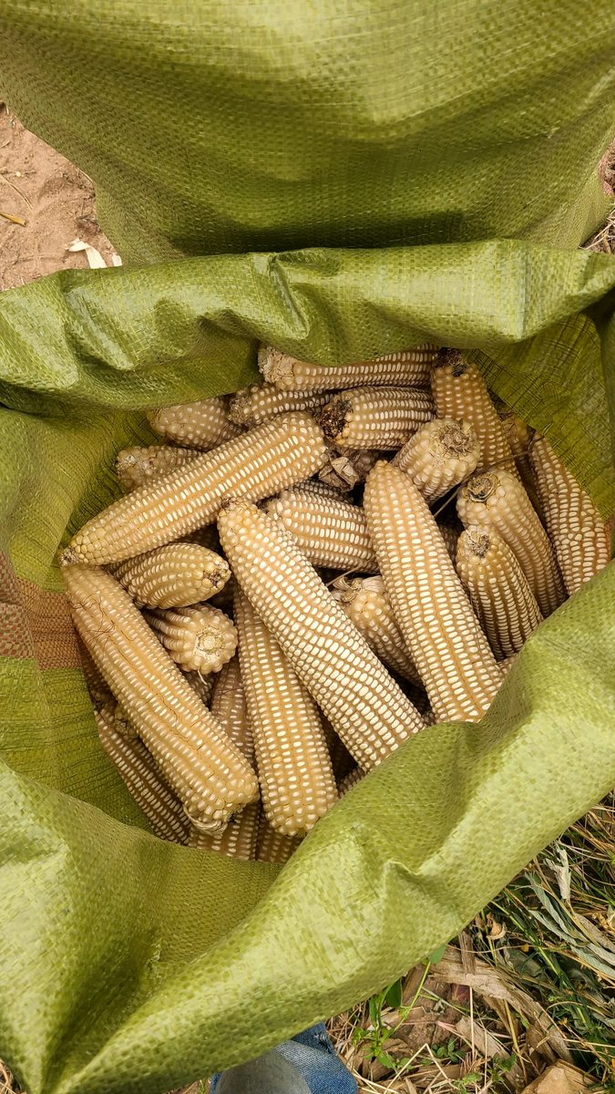 msakufarm's tweet photo. Kwenye ukulima wako wa mahindi, ifikirie mbegu ya Pioneer 3253🔥
#tukaforcechaka https://t.co/rAgWlycpv1