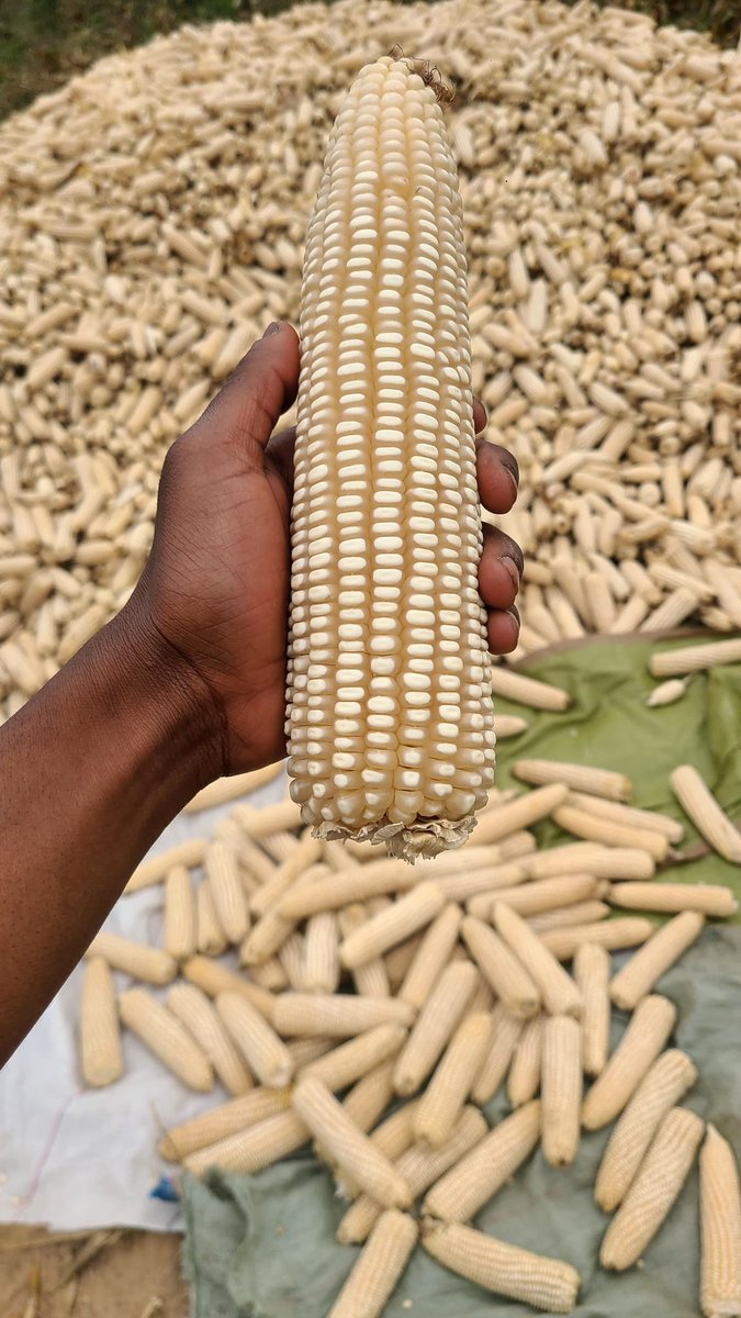 msakufarm's tweet photo. Kwenye ukulima wako wa mahindi, ifikirie mbegu ya Pioneer 3253🔥
#tukaforcechaka https://t.co/rAgWlycpv1