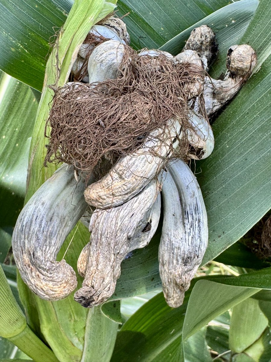 Corn smut, also known as huitlacoche is a fungal disease of  corn. It causes galls or swollen areas to form on plant parts, particularly the ears. While it can reduce corn yield, it is also considered a culinary delicacy, especially in Mexican cuisine #Corn  #Smut <a href="/CropNetwork/">Crop Protection Network</a>