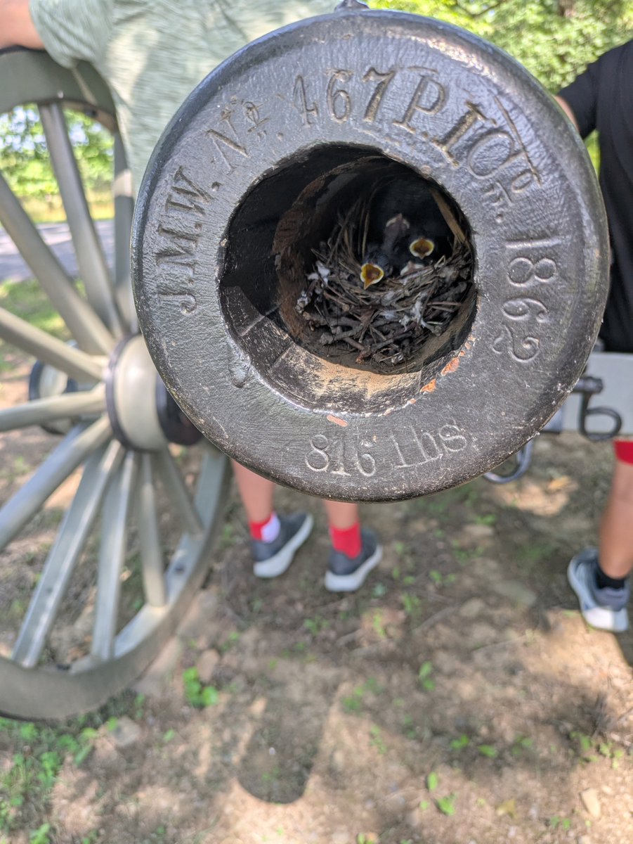 Some hungry baby birds living in a canon from the Battle of Gettysburg...
